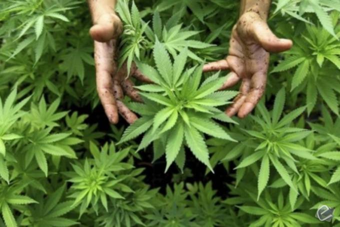 Cientistas estão perto de controlar os efeitos da maconha