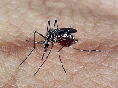 Saúde em MS confirma primeiro caso de morte por dengue em 2012