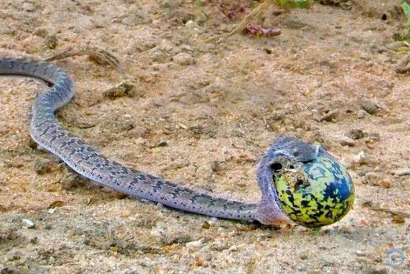 Vídeo impressiona ao mostrar cobra roubando e fugindo com ovo; engoliu inteiro
