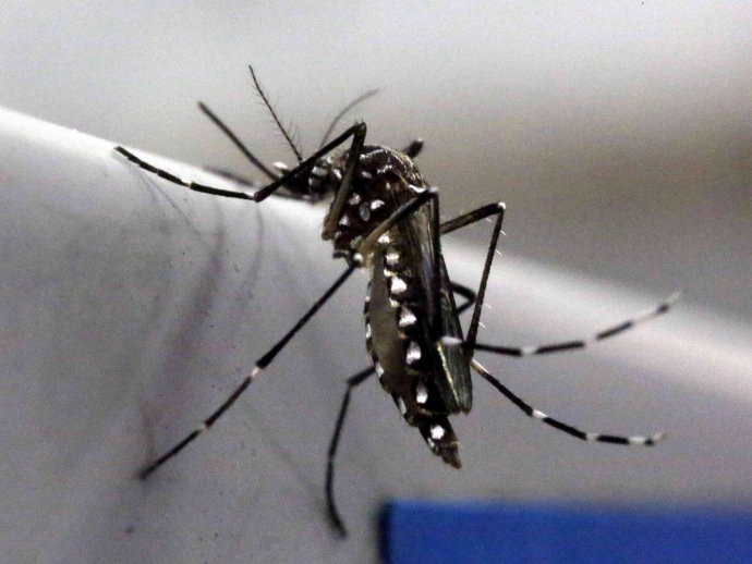 Testes de vacinas para o zika vão demorar, diz OMS