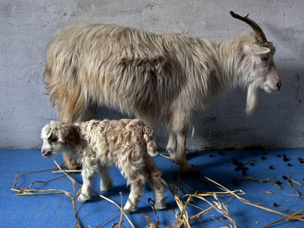 Cientistas indianos clonam bode que produz lã de alta qualidade
