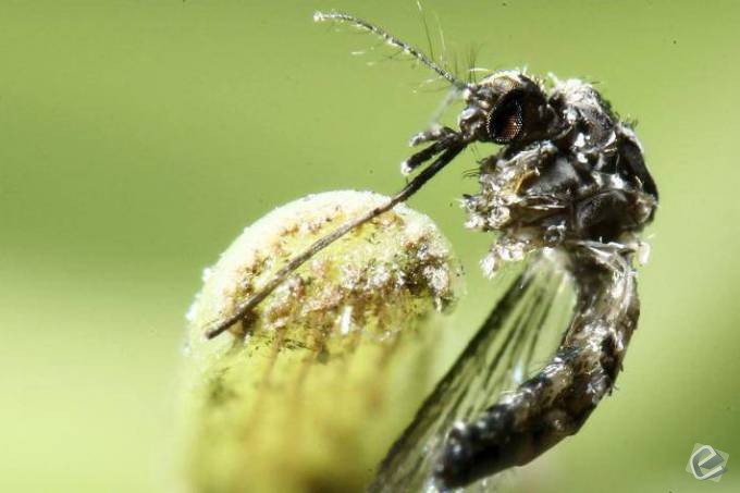 EUA pedem que grávidas não visitem área em Miami afetada por zika
